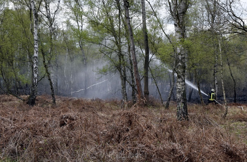 Waldbrand Wahner Heide Troisdorf Eisenweg P110.JPG - Miklos Laubert